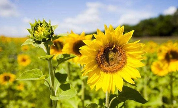 向日葵種子泡水 向日葵種子泡水