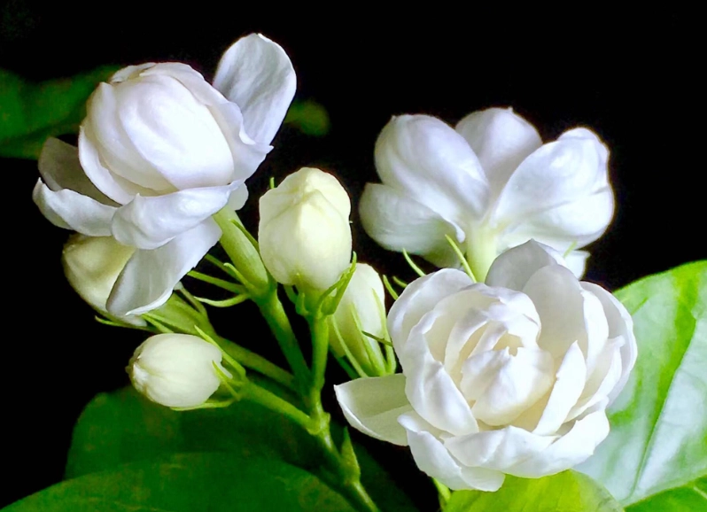 茉莉花室内养殖 茉莉花室内养殖