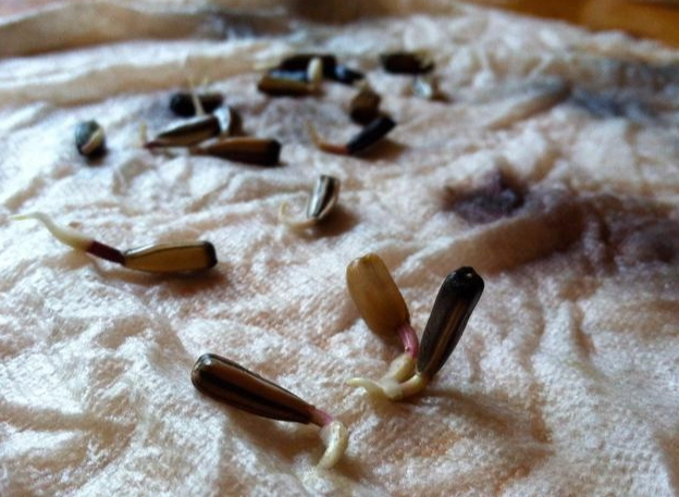 泡水時間 泡水時間