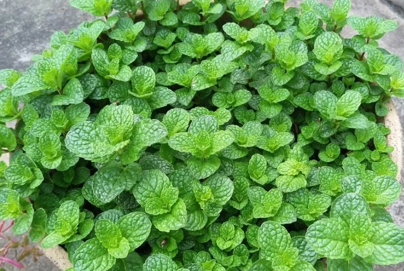 浴室植物養護 浴室植物養護