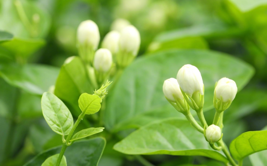 茉莉花室内养殖 茉莉花室内养殖