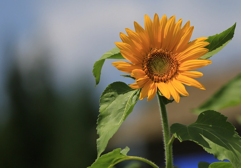 向日葵種植週期