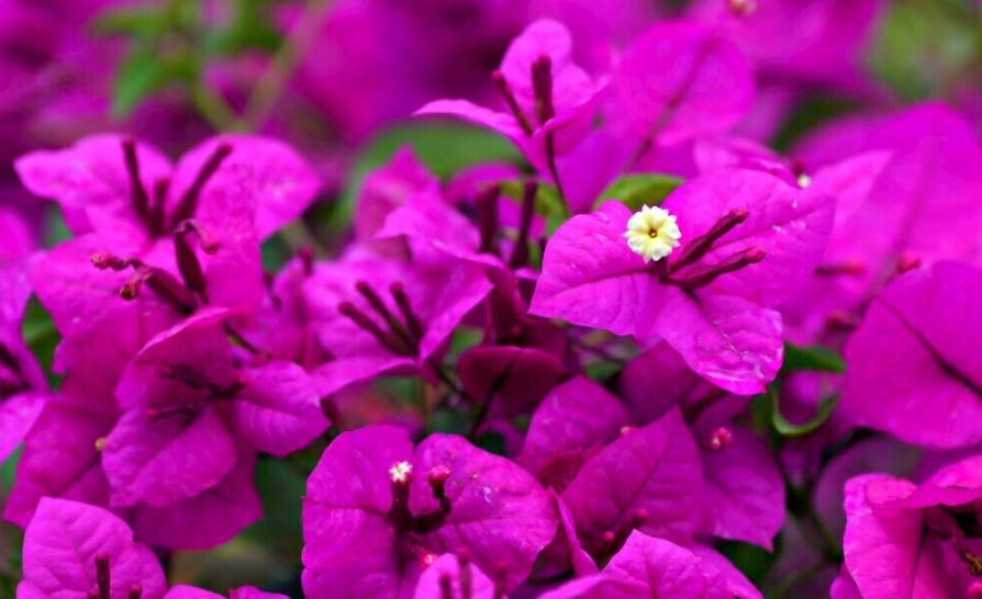 九重葛開花問題