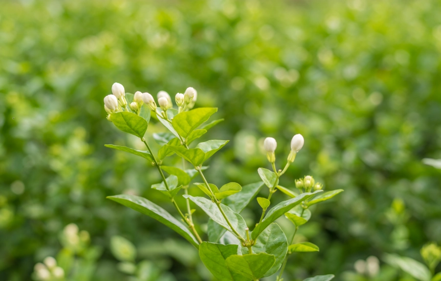 室内植物养护 室内植物养护