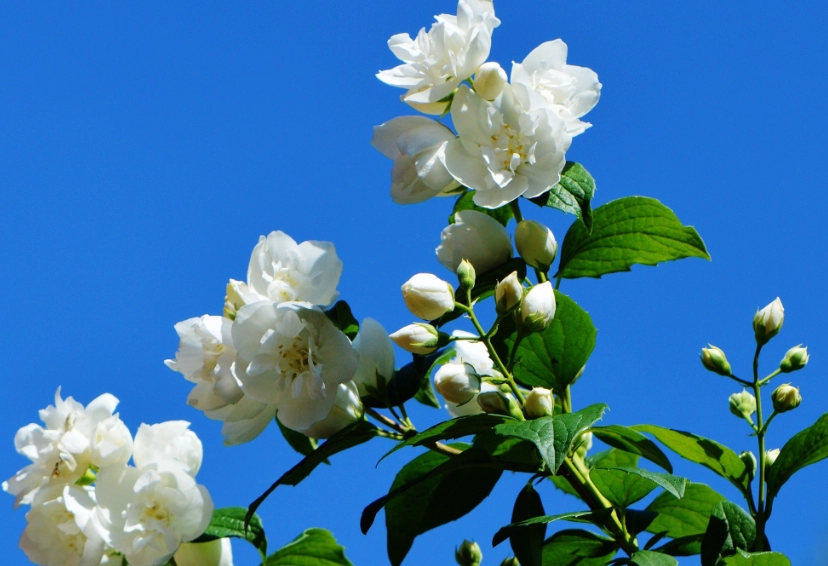 浇水频率 浇水频率