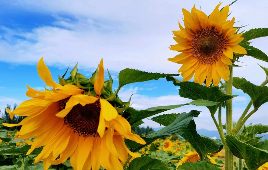 向日葵開花時間