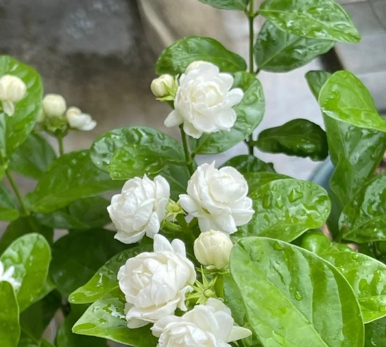 茉莉花光照需求 茉莉花光照需求