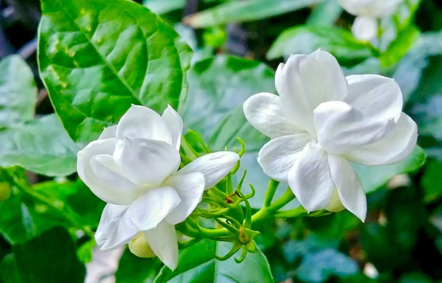 茉莉不開花原因