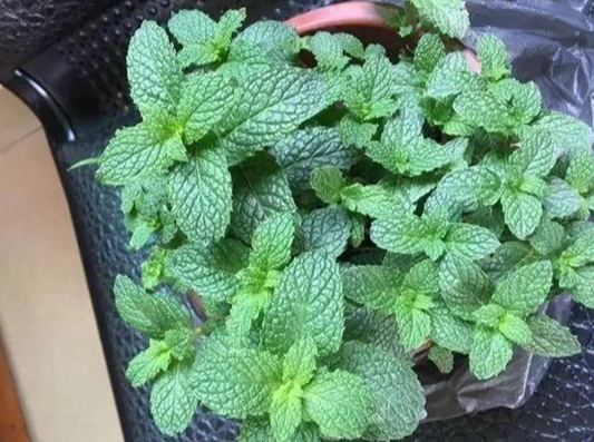 薄荷怎麼種