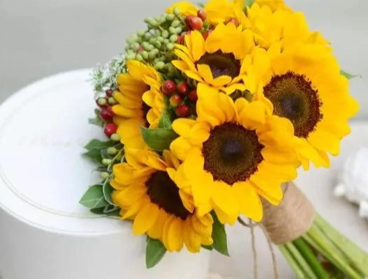 種子發芽 種子發芽