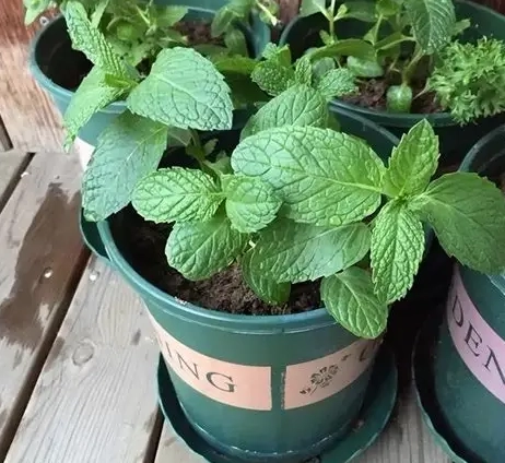 薄荷種植