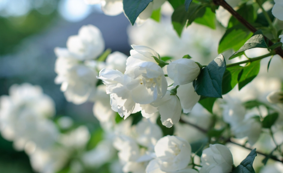 茉莉花养护 茉莉花养护