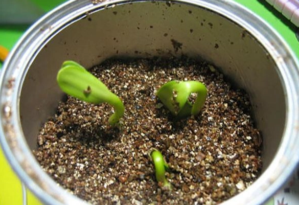 種子發芽 種子發芽