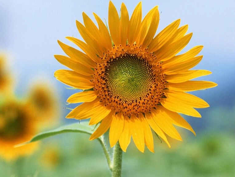 向日葵栽培技巧