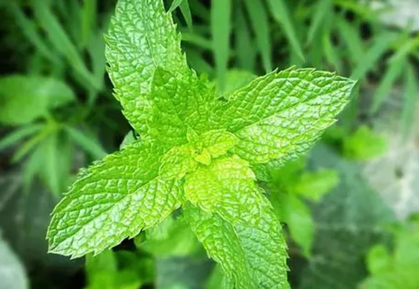 薄荷放浴室 薄荷放浴室