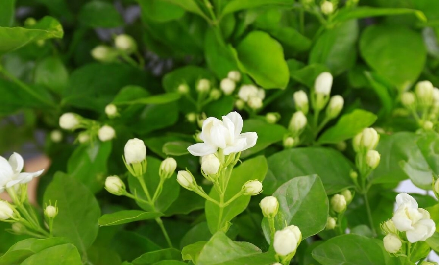 茉莉花浇水 茉莉花浇水
