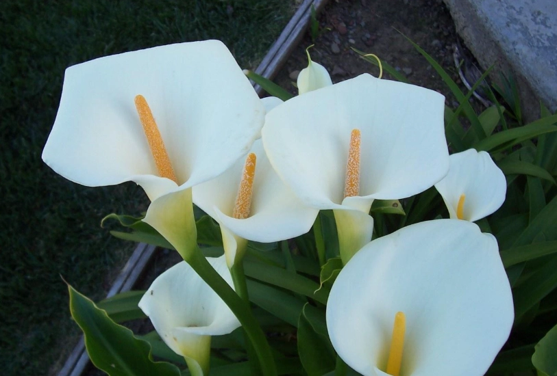 馬蹄蘭種植方法