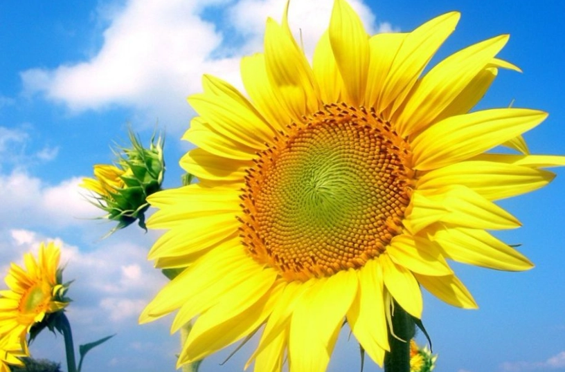 向日葵種植週期