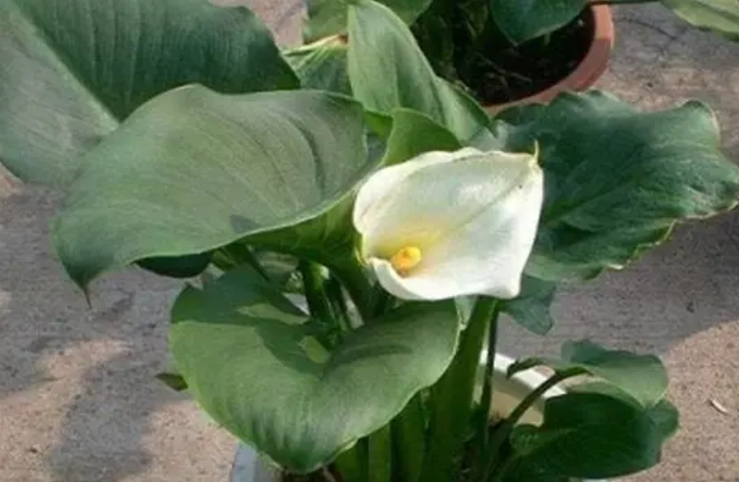 馬蹄蘭種植方法