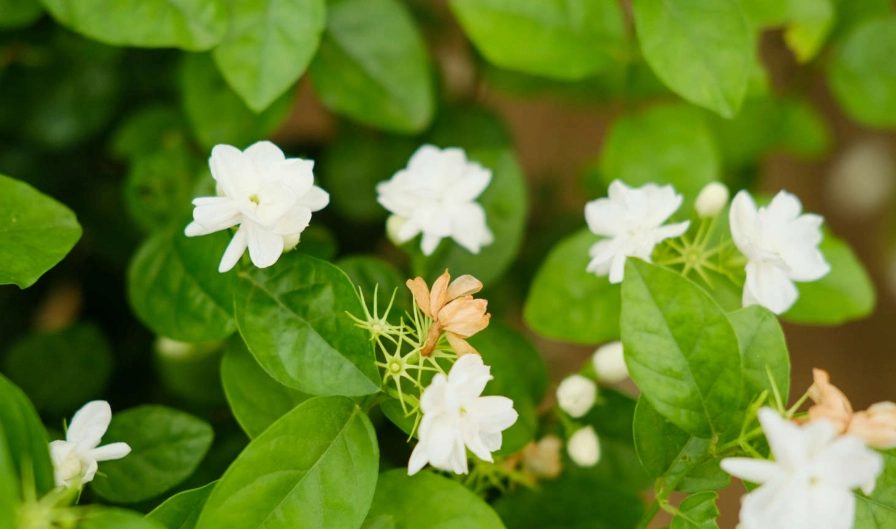 茉莉花用途