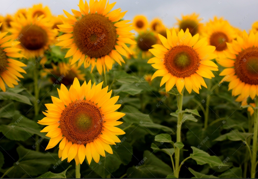 向日葵開花時間