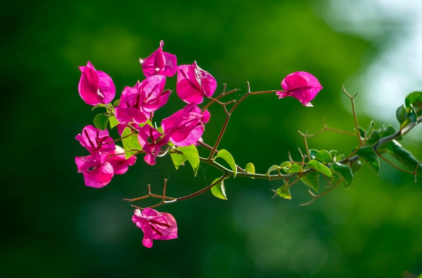 九重葛開花問題
