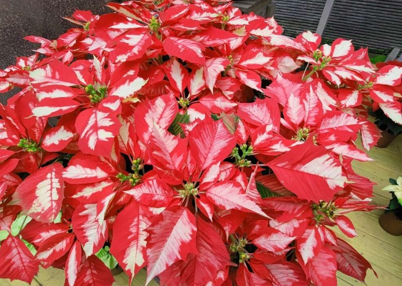 聖誕紅種植技巧