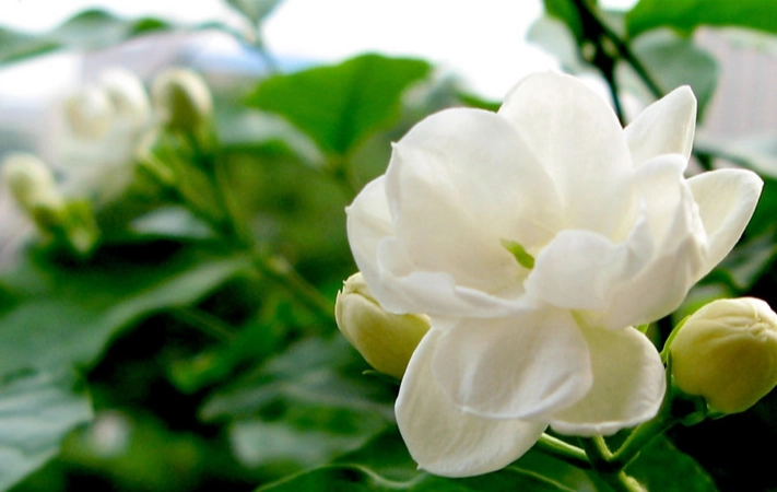 茉莉花养护 茉莉花养护