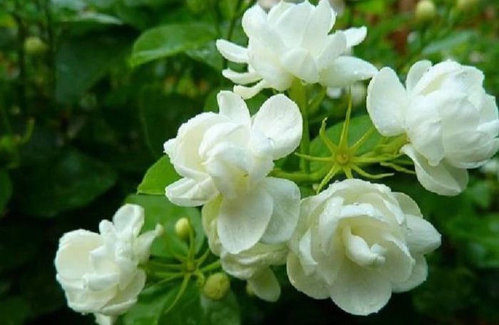 室内植物养护 室内植物养护