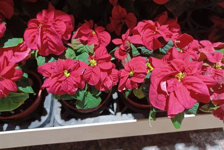 聖誕紅常見問題