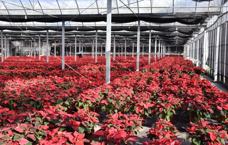 聖誕紅種植