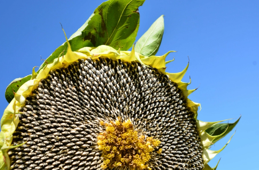 向日葵種植週期