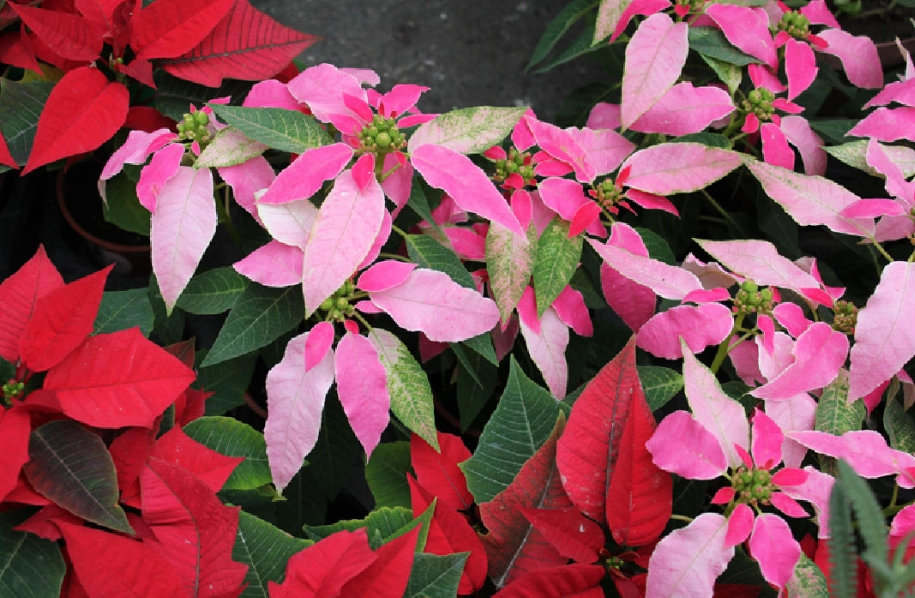 聖誕紅種植技巧