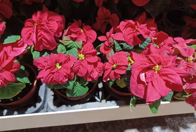 聖誕紅光照控制