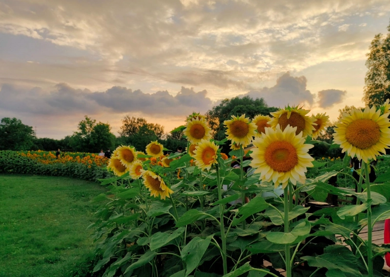 向日葵開花時間