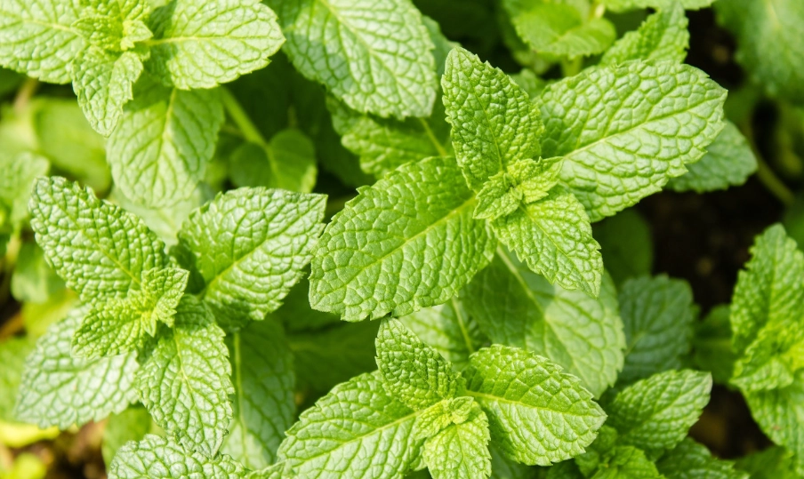 薄荷生長環境 薄荷生長環境