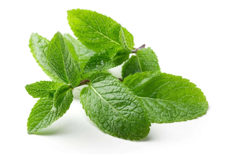 薄荷生長環境 薄荷生長環境