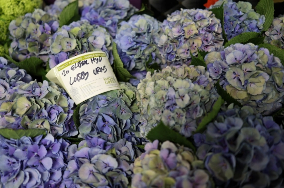 繡球花病害處理