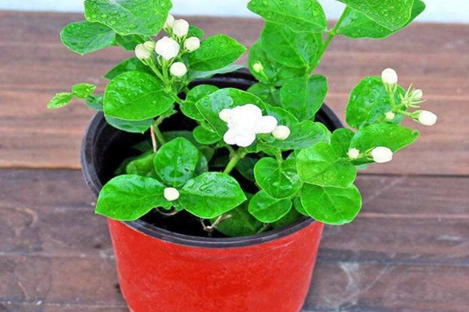 茉莉花照顧技巧 茉莉花照顧技巧