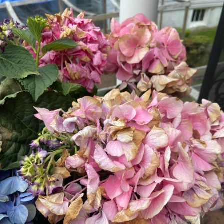 繡球花照顧方法