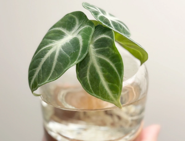 水耕海芋方法 水耕海芋方法