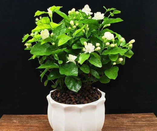 盆栽茉莉花方法 盆栽茉莉花方法