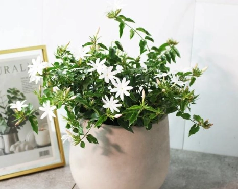 盆栽茉莉花方法 盆栽茉莉花方法