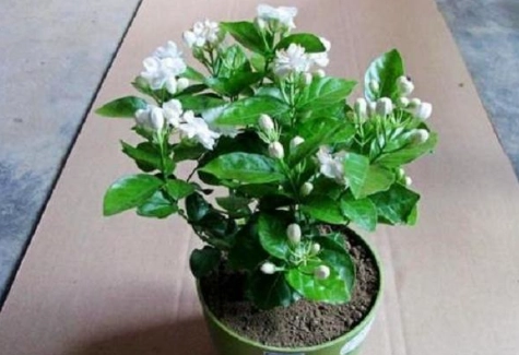 盆栽茉莉花方法 盆栽茉莉花方法