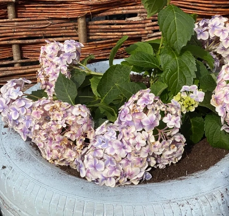 繡球花養護技巧