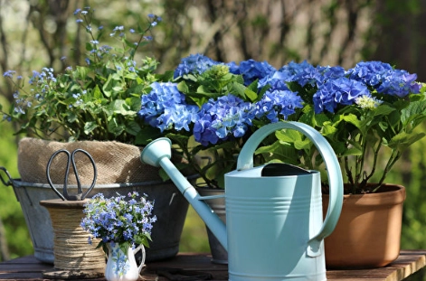 繡球花養護技巧