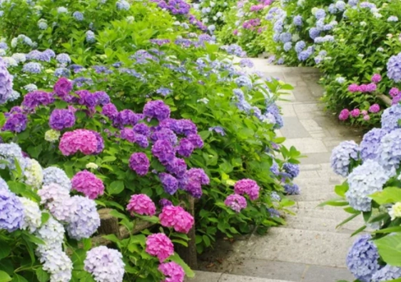 繡球花澆水過多