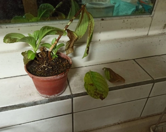 繡球花急救方法