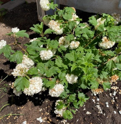 繡球花照顧方法