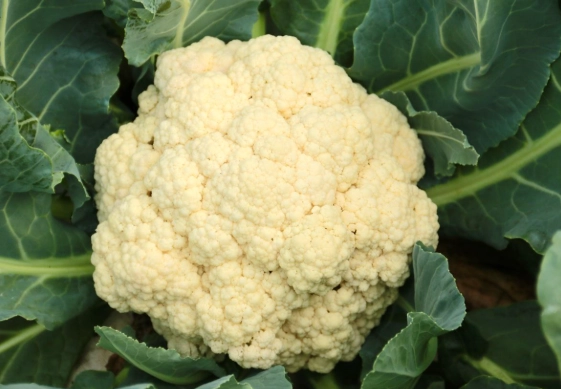 花椰菜副作用 花椰菜副作用